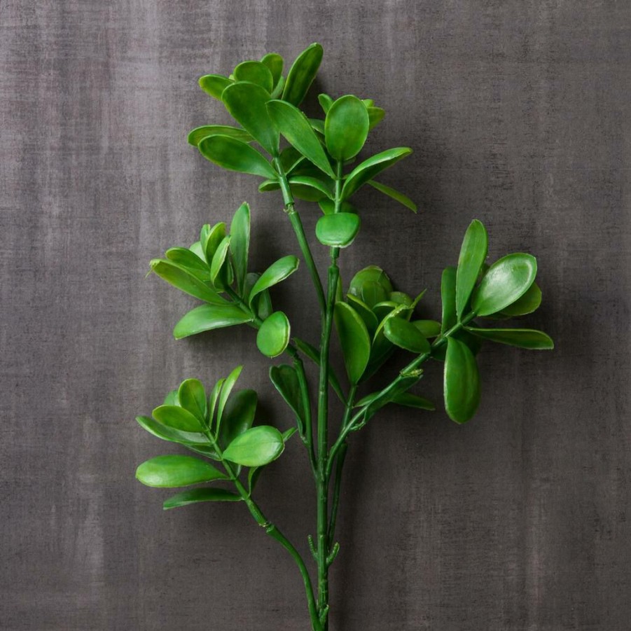 Floral * | Discount Green Crassula Spray By Ashland