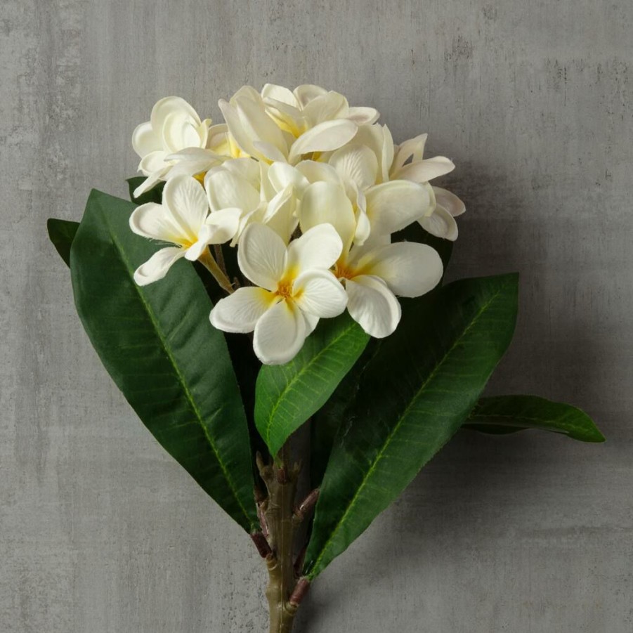 Floral * | Deals 12 Pack: White Frangipani Stem By Ashland