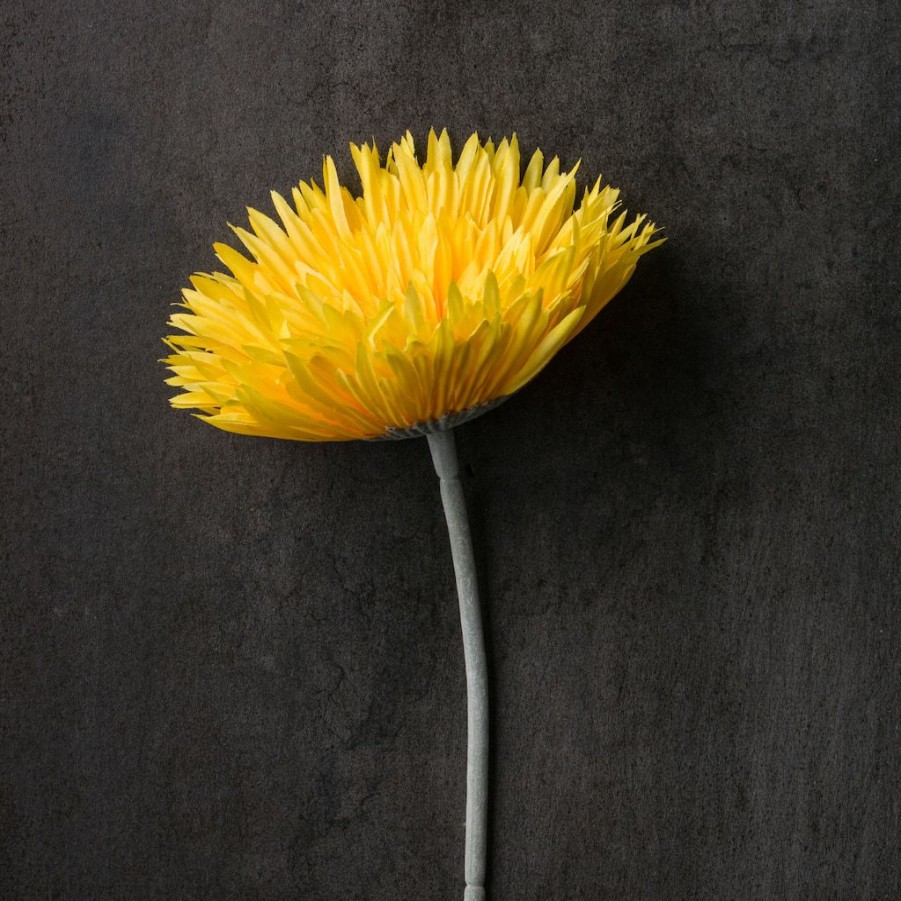 Floral * | Buy Jumbo Spider Gerber Daisy Stem By Ashland Yellow