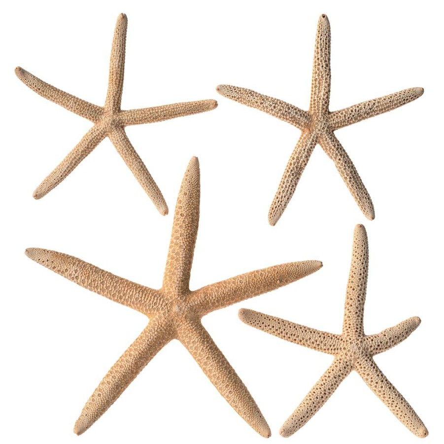 Floral * | Best Deal 6 Packs: 4 Ct. (24 Total) White Glitter Starfish By Ashland