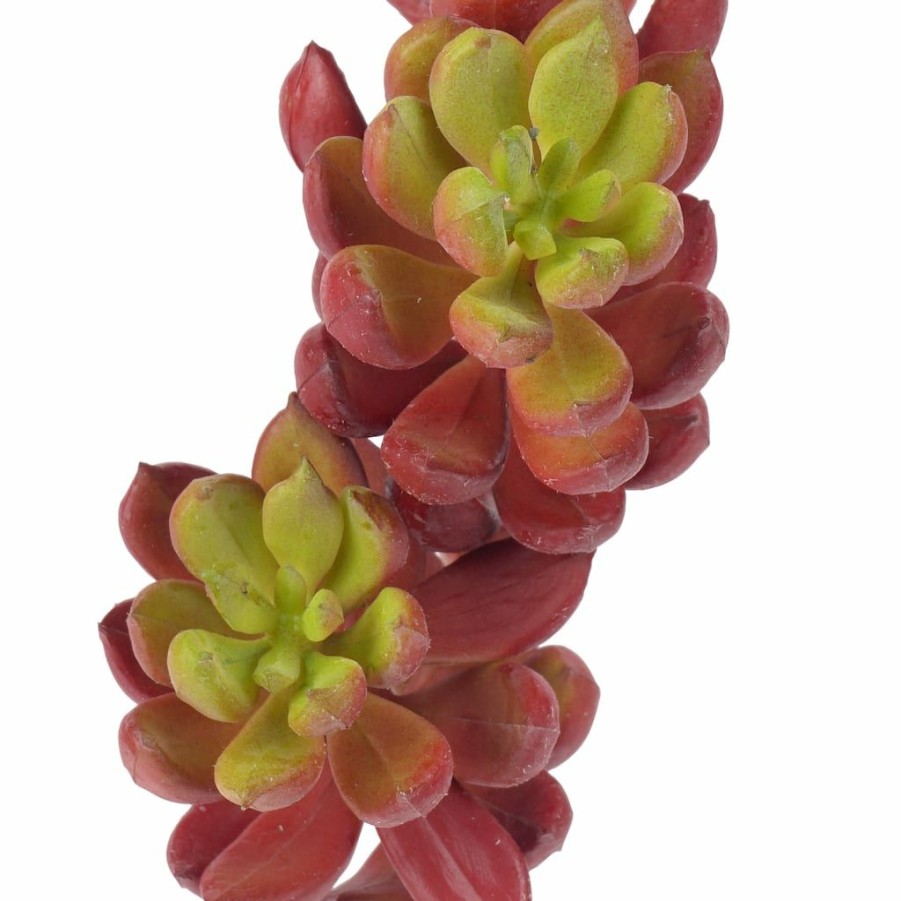 Floral * | Flash Sale 24 Pack: Assorted 3 Head Succulent Pick By Ashland