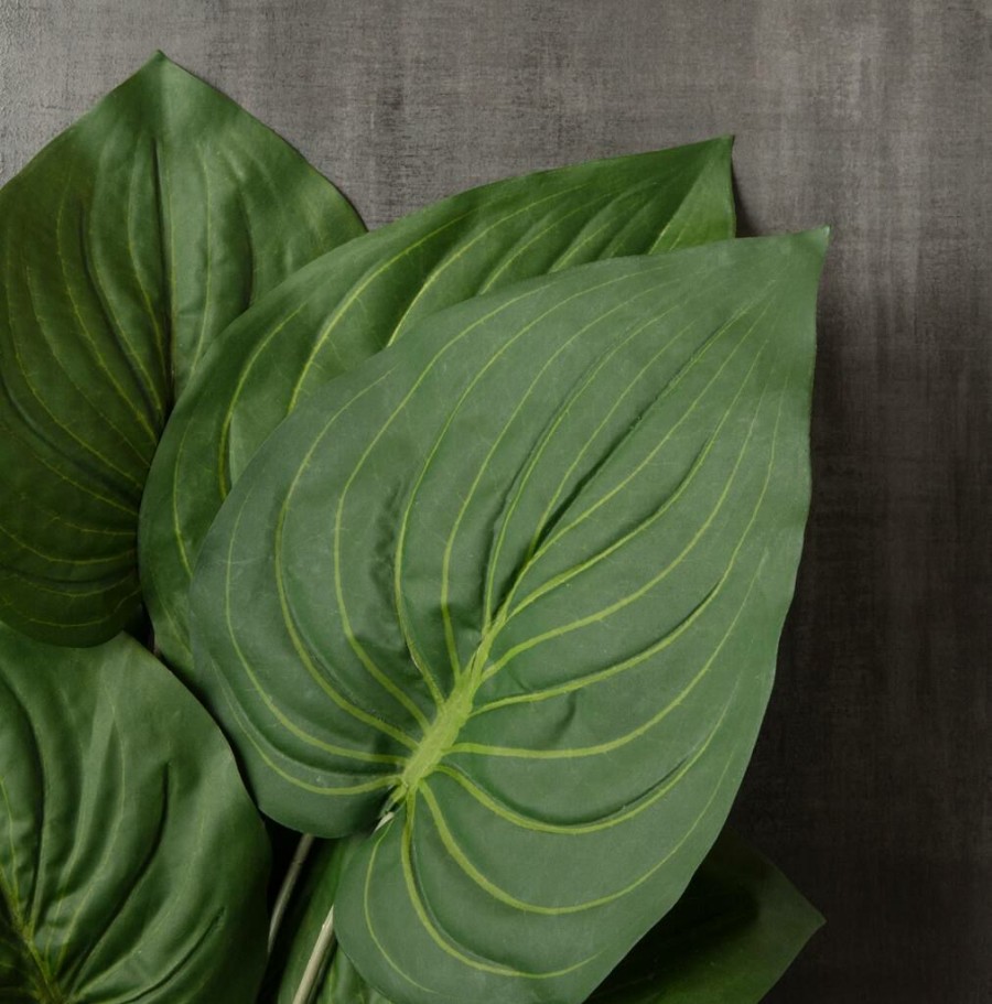 Floral * | Top 10 12 Pack: Green Hosta Bush By Ashland