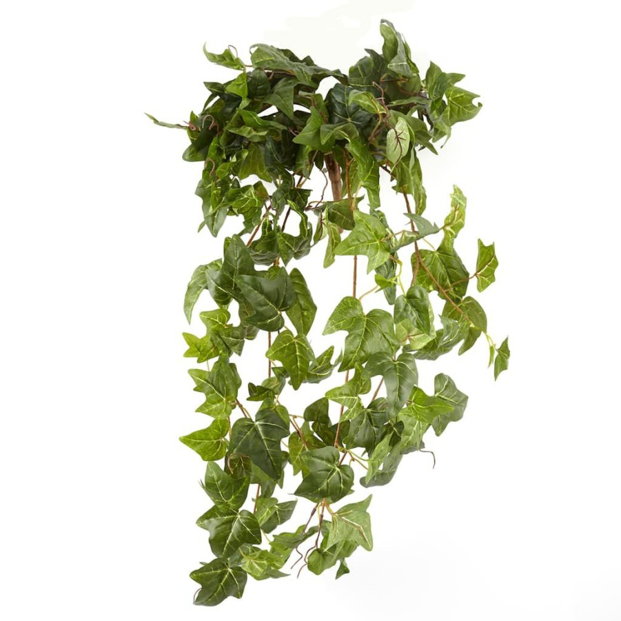 Floral * | Cheapest German Ivy Bush Ivy Collection By Ashland