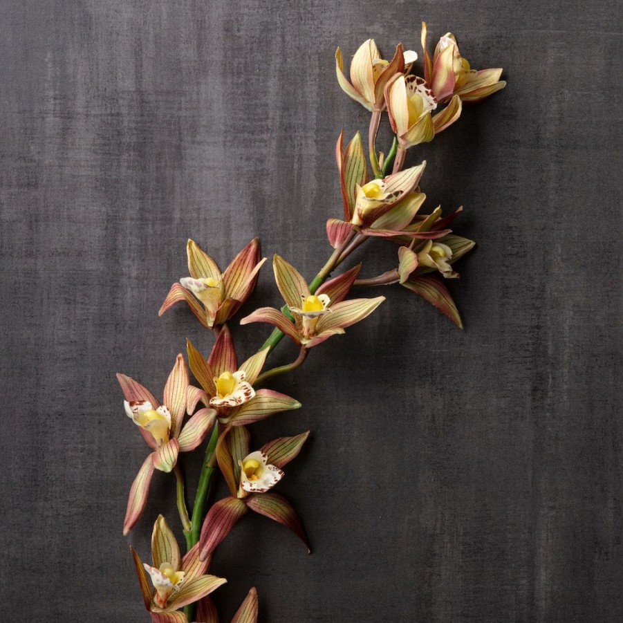 Floral * | Hot Sale Tropical Cymbidium Stem By Ashland