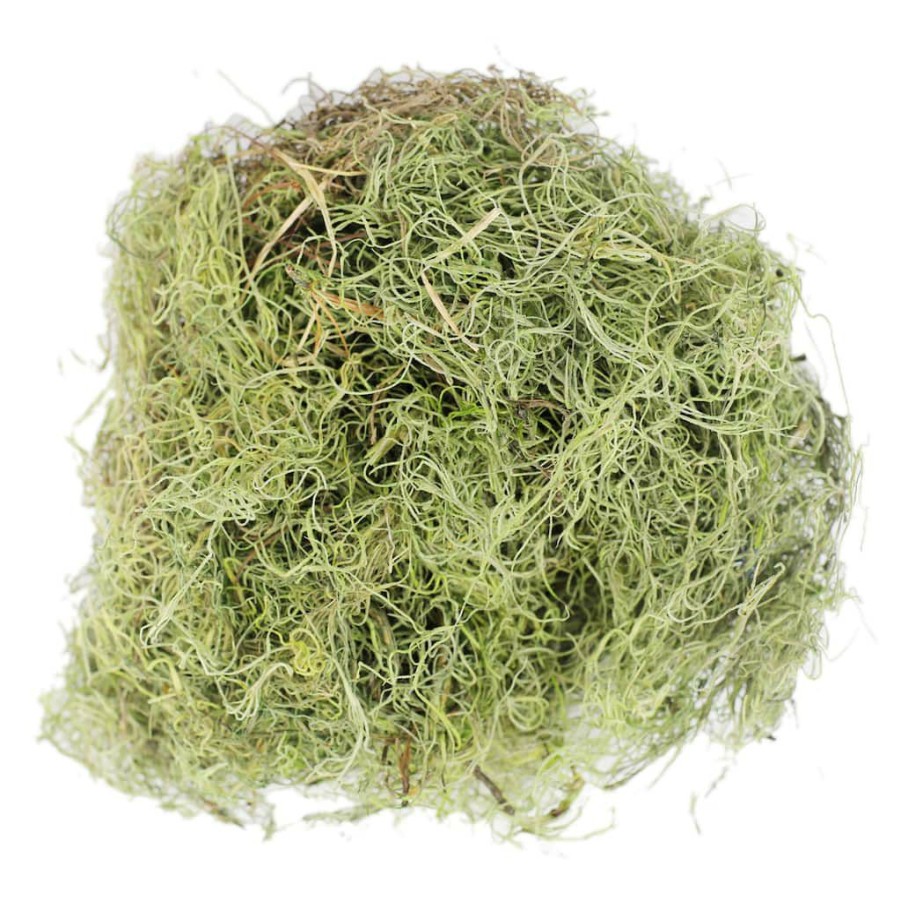 Floral * | Best Deal Ashland Spanish Moss—Basil Green