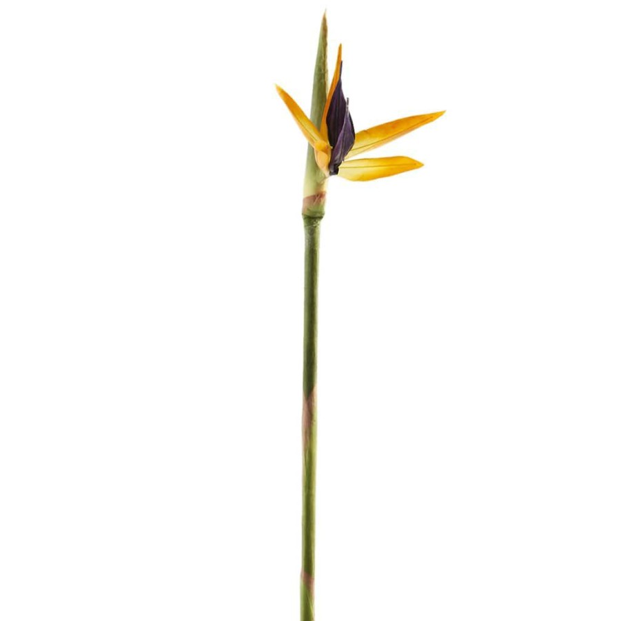 Floral * | Coupon 12 Pack: Yellow Bird Of Paradise Stem By Ashland