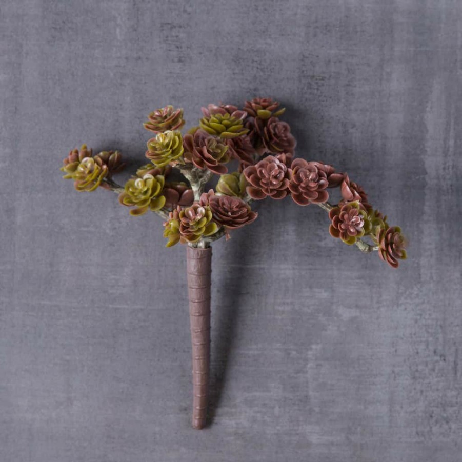 Floral * | Discount Creeping Red Sedum Pick By Ashland