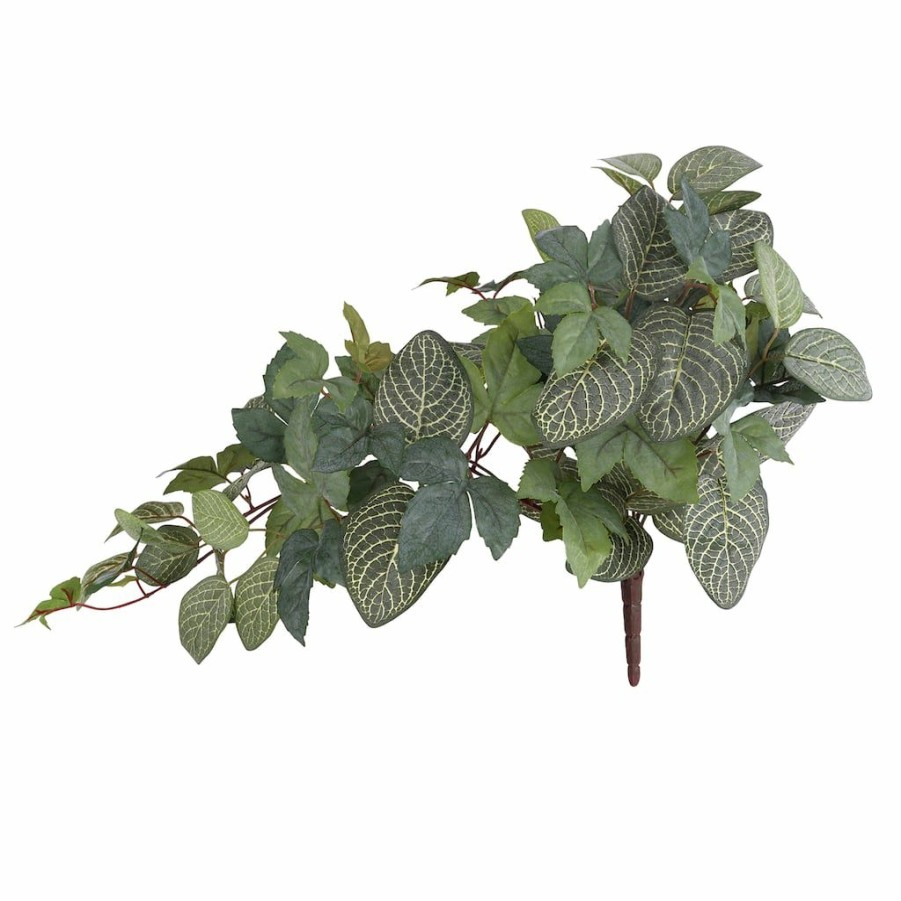 Floral * | Deals Green Hanging Fittonia Bush By Ashland