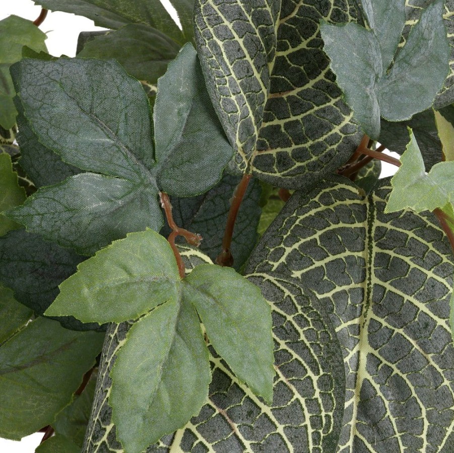 Floral * | Deals Green Hanging Fittonia Bush By Ashland