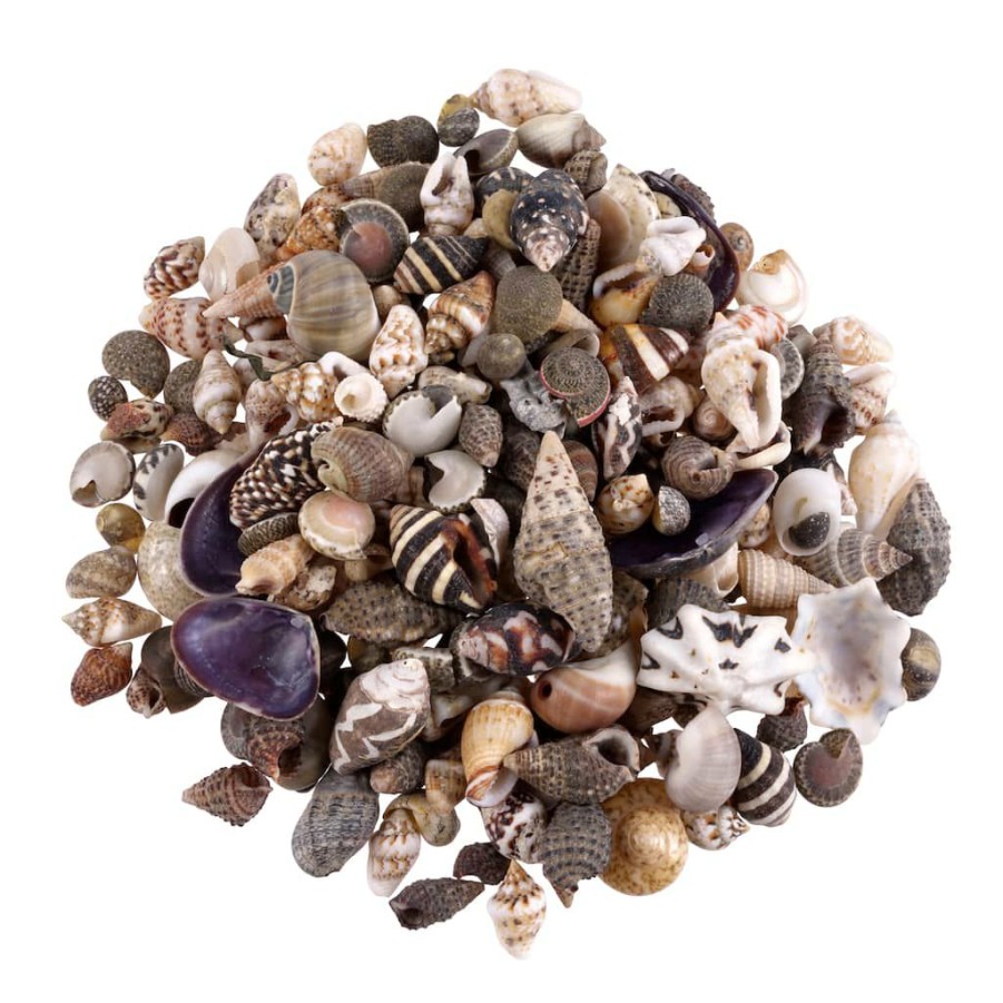 Floral * | Wholesale Natural Extra Small Sea Shell Mix By Ashland