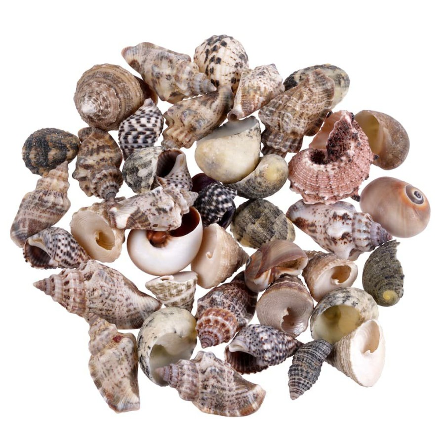 Floral * | Top 10 Natural Small Sea Shell Mix By Ashland