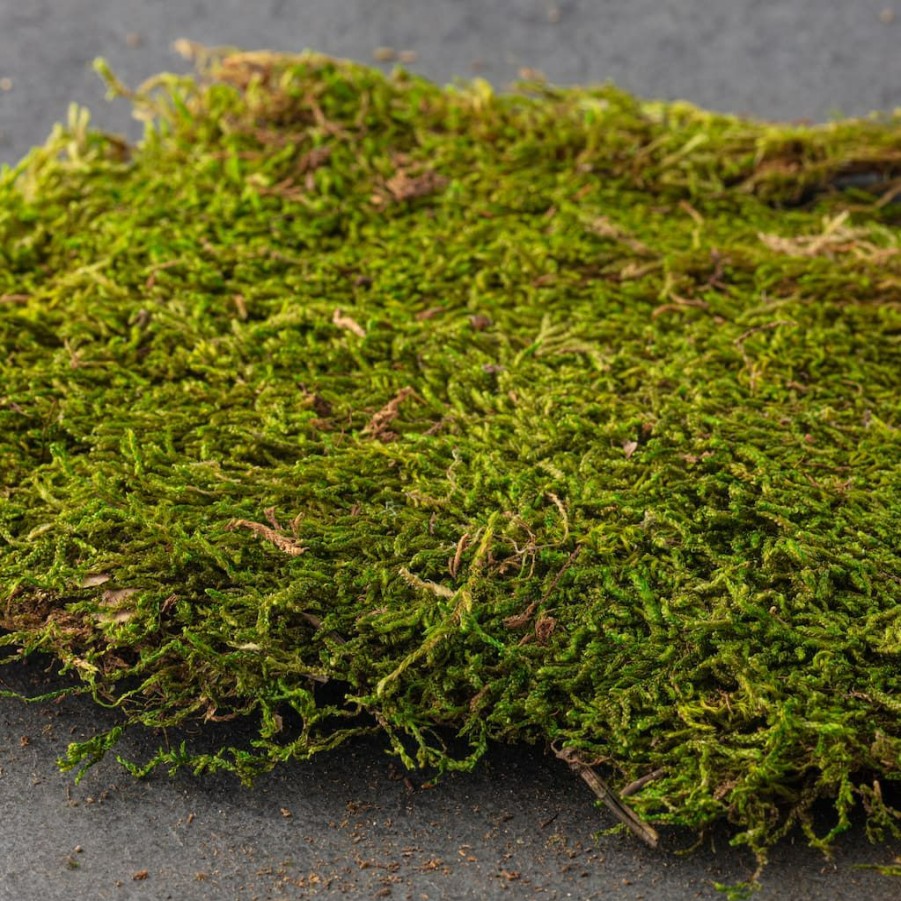 Floral * | Deals Forest Green Preserved Moss By Ashland