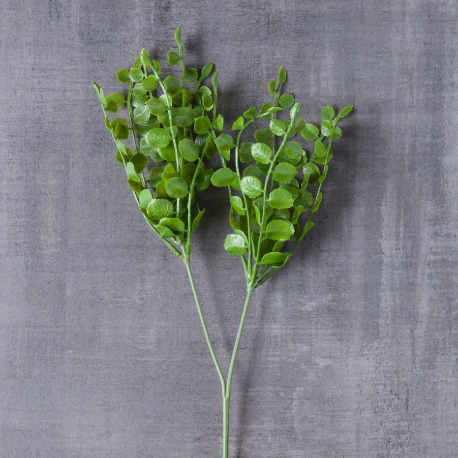 Floral * | Coupon Assorted Fern Pick By Ashland