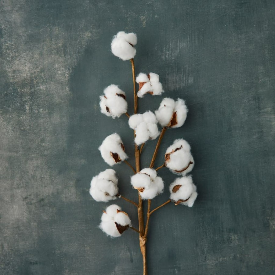 Floral * | Coupon Cotton Stem By Ashland