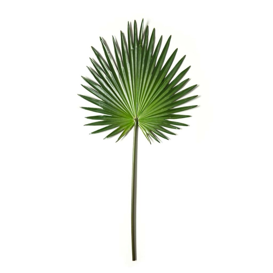 Floral * | Wholesale Tropical Fan Palm Stem By Ashland