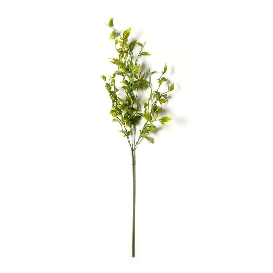 Floral * | New Sinojackia Leaf Stem By Ashland