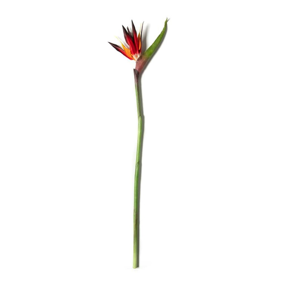 Floral * | Buy Tropical Bird Of Paradise Stem By Ashland