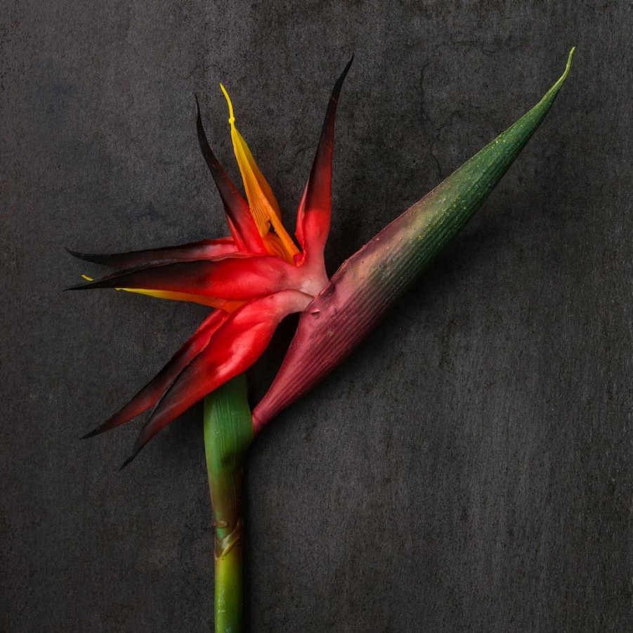 Floral * | Buy Tropical Bird Of Paradise Stem By Ashland