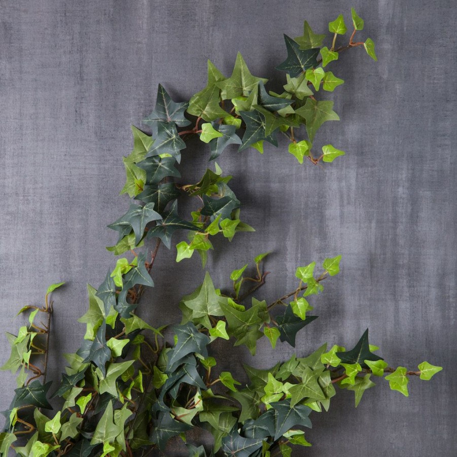 Floral * | Top 10 Star Ivy Bush By Ashland