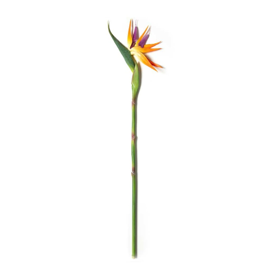 Floral * | Top 10 Tropical Bird Of Paradise Stem By Ashland