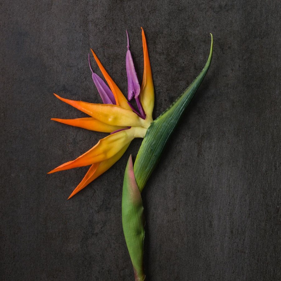 Floral * | Top 10 Tropical Bird Of Paradise Stem By Ashland