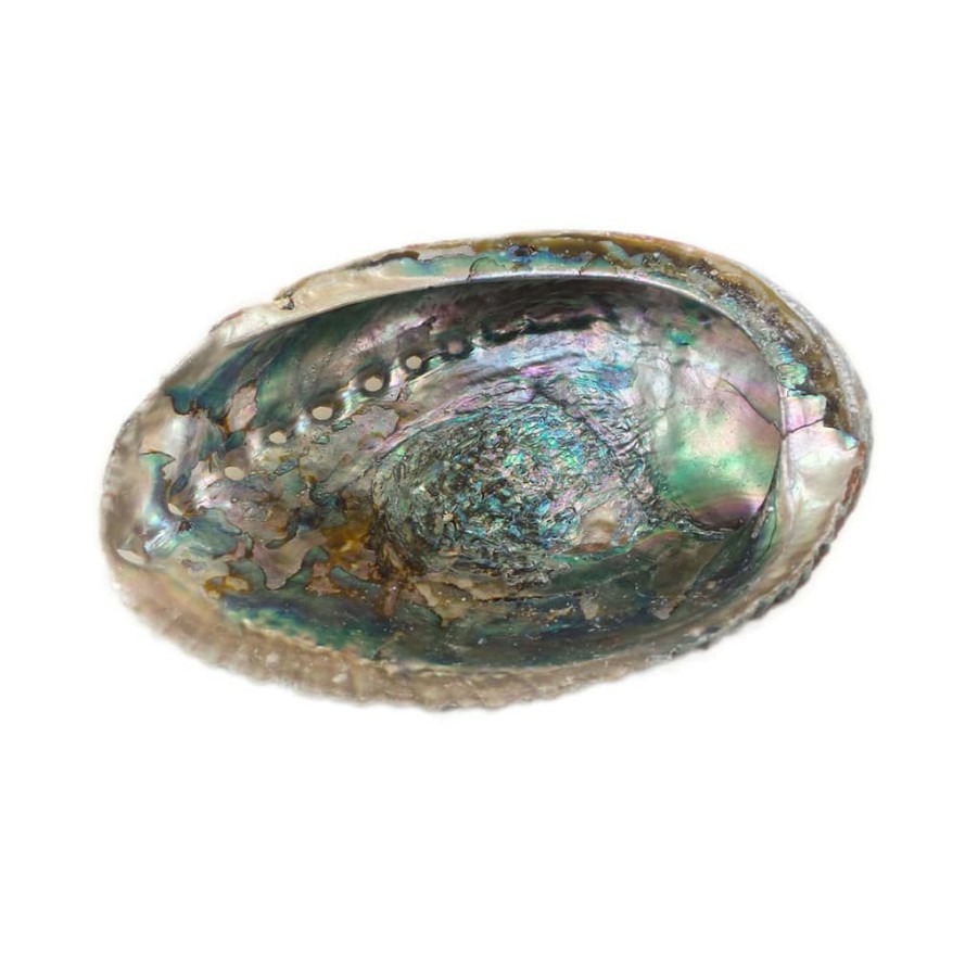 Floral * | Wholesale Blue Abalone Shell By Ashland