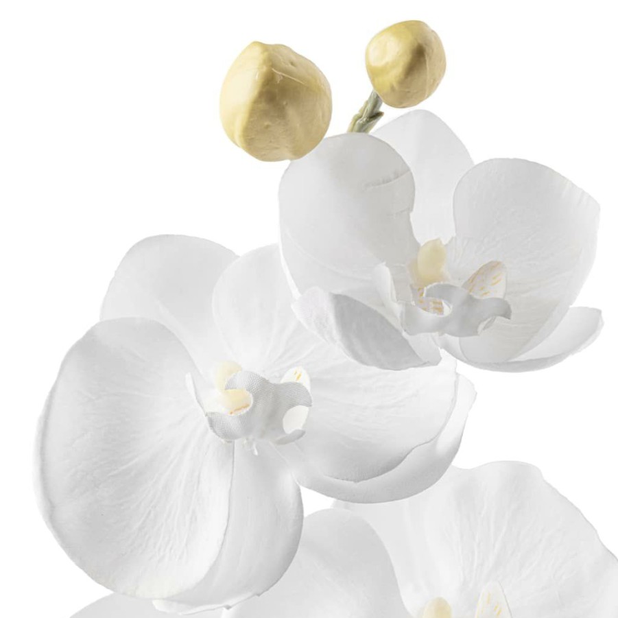 Floral * | Brand New Phaleanopsis Orchid By Ashland