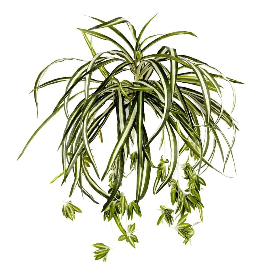 Floral * | Buy Variegated Spider Bush Classic Greenery Collection By Ashland