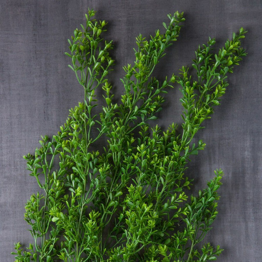 Floral * | Budget Green Boxwood Bush By Ashland