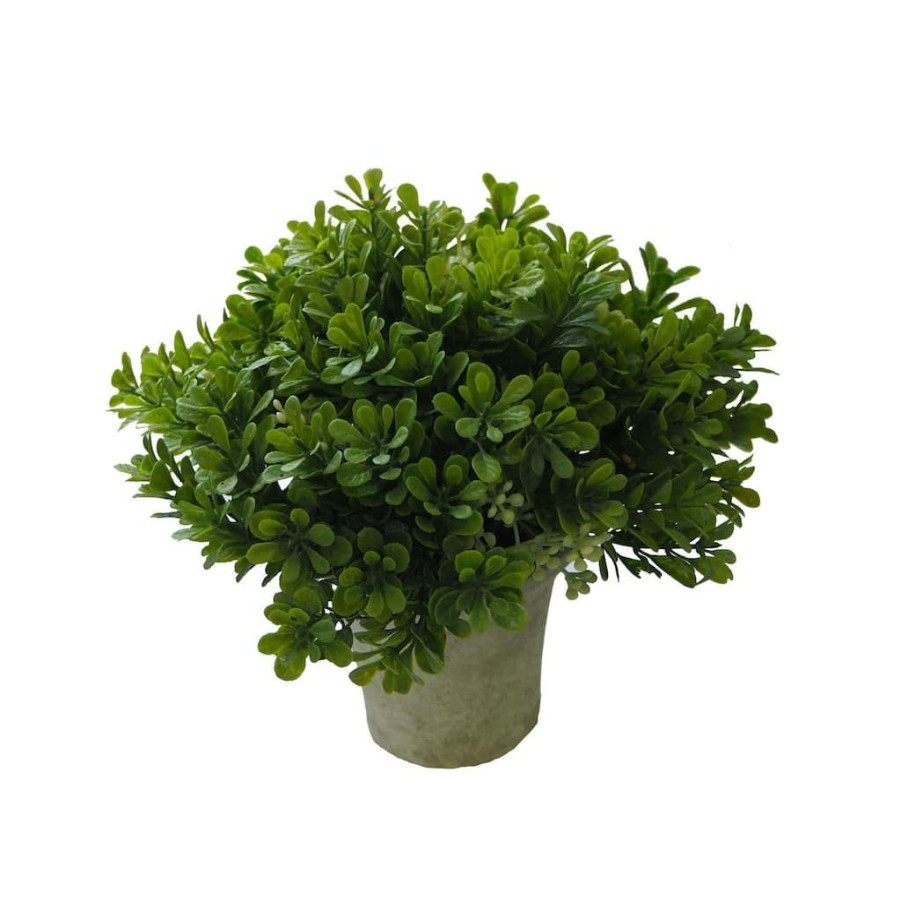 Floral * | Budget 6 Pack: Premade Boxwood Bush By Ashland