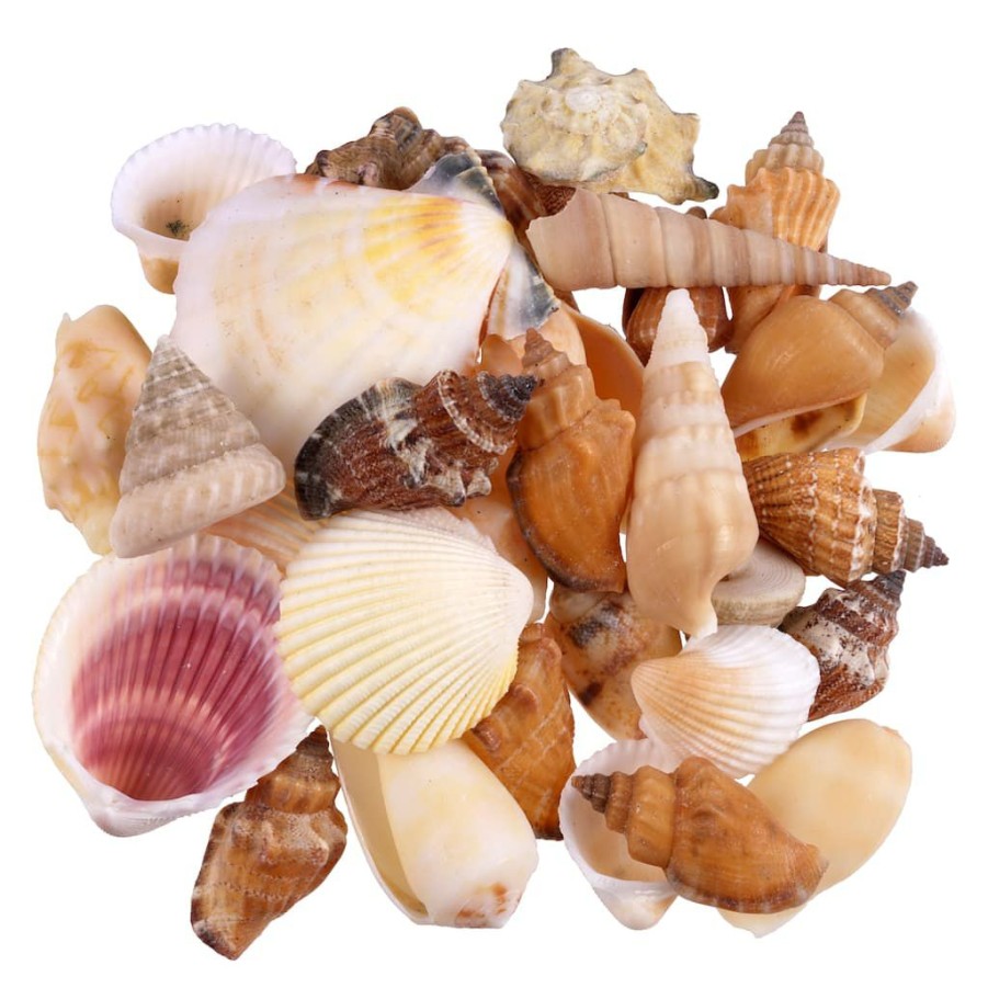 Floral * | Coupon 12 Pack: Natural Mixed Shells By Ashland