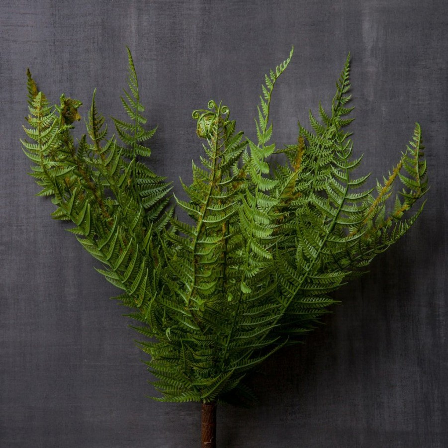 Floral * | Budget Boston Fern Bush By Ashland