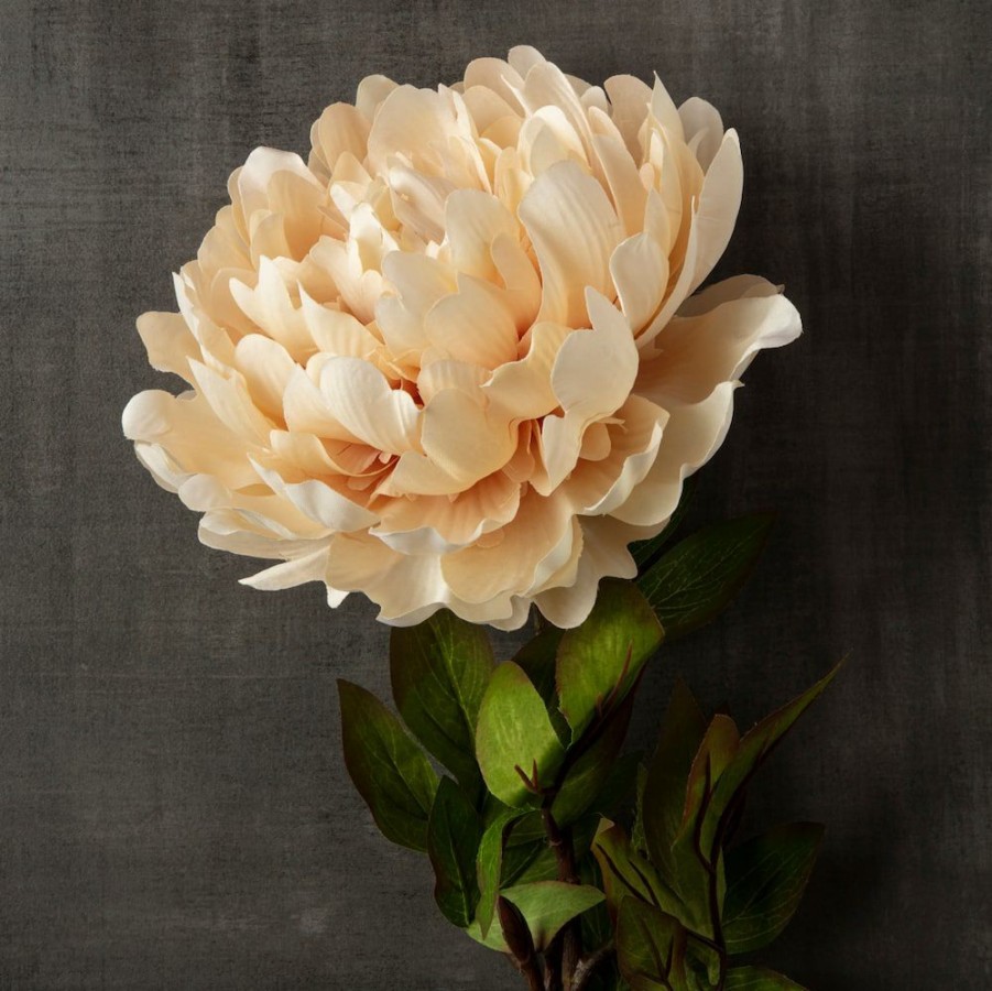 Floral * | New 12 Pack: Cream Peony Stem By Ashland